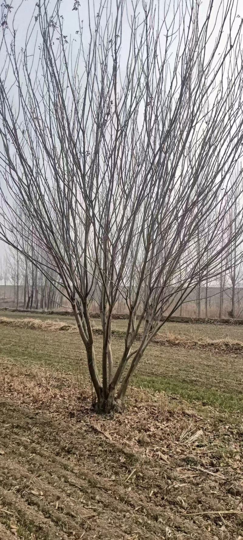 精品丛生黄蜡，树形优美，精品中的精品，欢迎选购