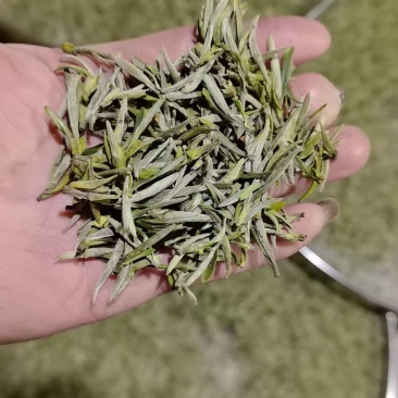 黄山毛峰茶叶自家种植品质保证，量大从优，价格可谈视频看货
