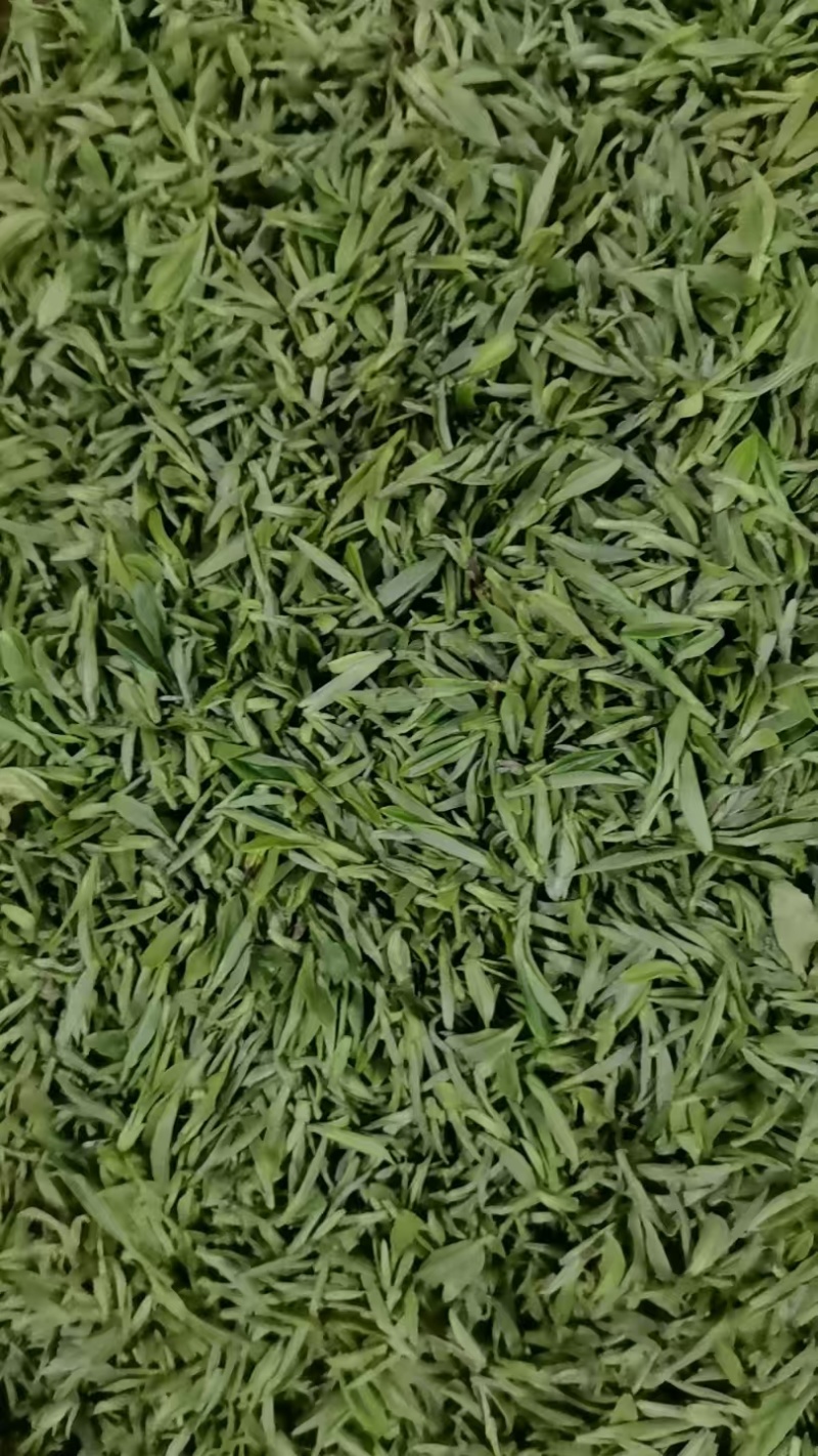 黄山毛峰茶叶自家种植品质保证，量大从优，价格可谈视频看货