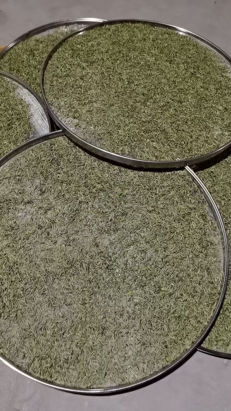 黄山毛峰茶叶自家种植品质保证，量大从优，价格可谈视频看货