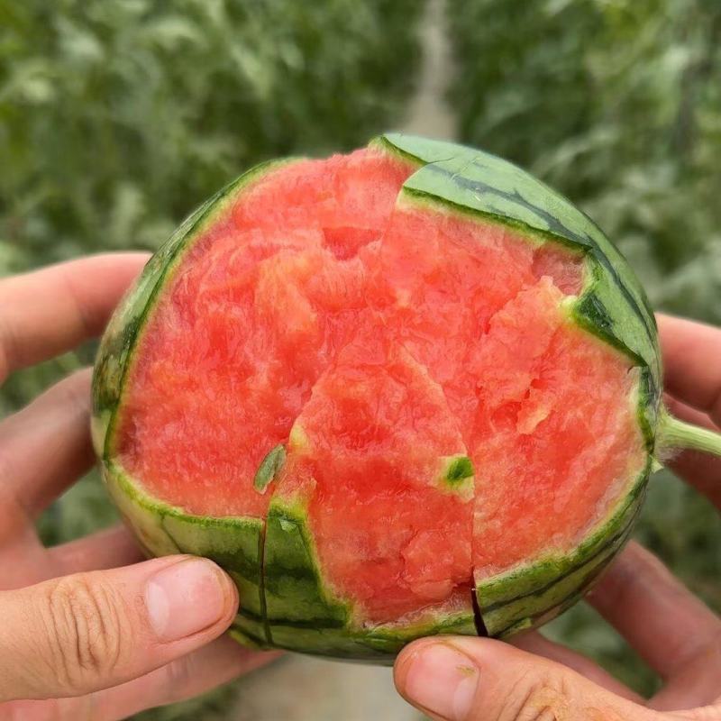 【推荐】小糖丸西瓜安徽砀山西瓜皮薄脆甜对接全国