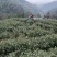 黄山毛峰茶叶自家种植品质保证，量大从优，价格可谈视频看货