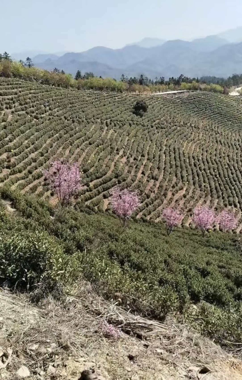 黄山毛峰茶叶自家种植品质保证，量大从优，价格可谈视频看货