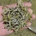 茶叶黄山毛峰大量现货供应，品质保证，一件代发包邮欢迎电联