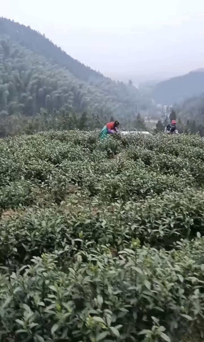 茶叶黄山毛峰大量现货供应，品质保证，一件代发包邮欢迎电联