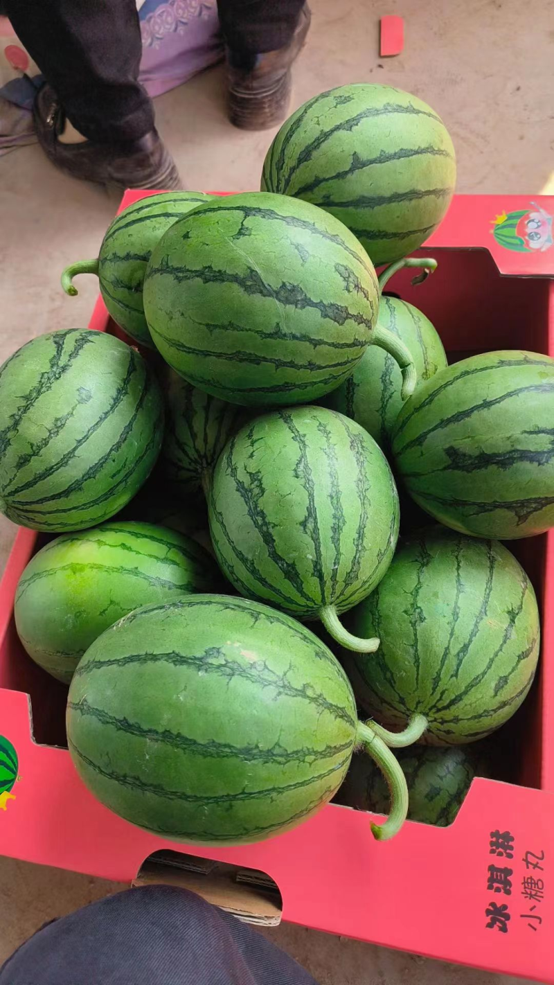 【精选】小糖丸西瓜精品西瓜一手货源皮薄瓜甜