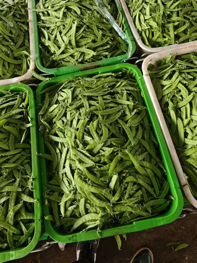 荷兰豆农残包过商超品质全年供货