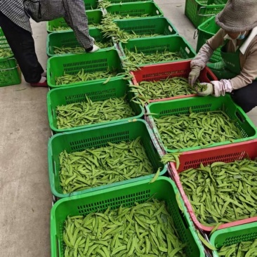 荷兰豆农残包过商超品质全年供货