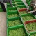 荷兰豆农残包过商超品质全年供货