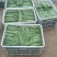 济南市商河县扁青芸豆大量上市，欢迎新老客户咨询订购！