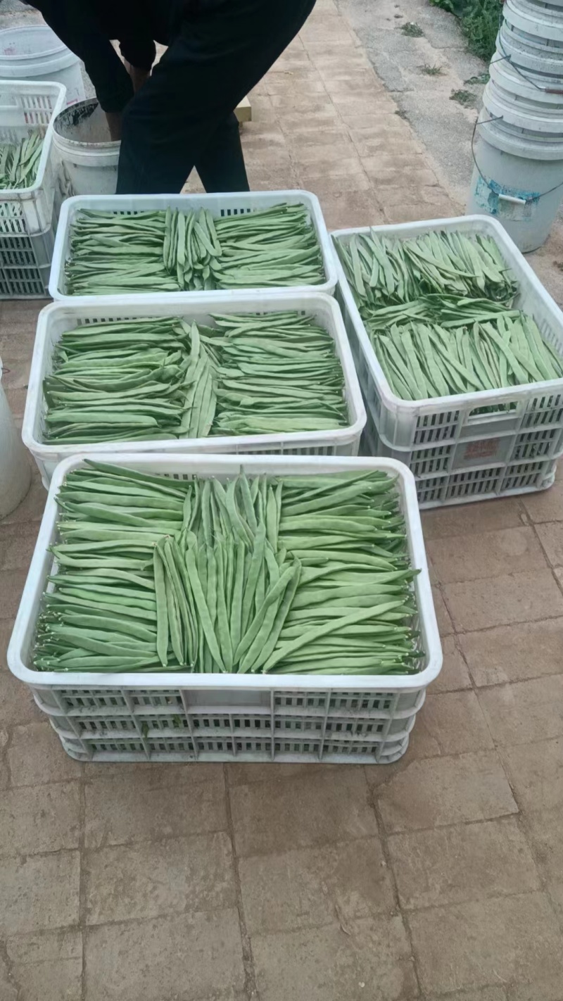 济南市商河县扁青芸豆大量上市，欢迎新老客户咨询订购！