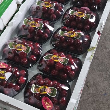 大连瓦房店樱桃，现摘现发美早脆甜满汁