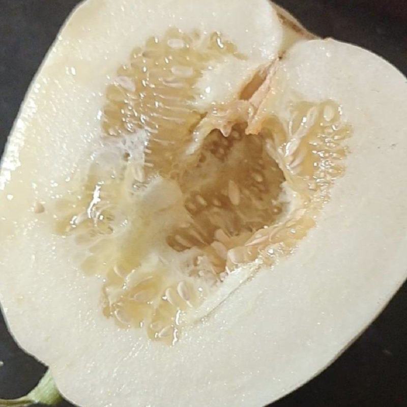 【推荐】白莎蜜甜瓜砀山甜瓜脆甜多汁现货现发