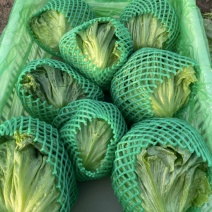 精品生菜球大量现货支持各种包装冷库预冷泡沫箱净菜发