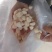 大量出售扇贝丁