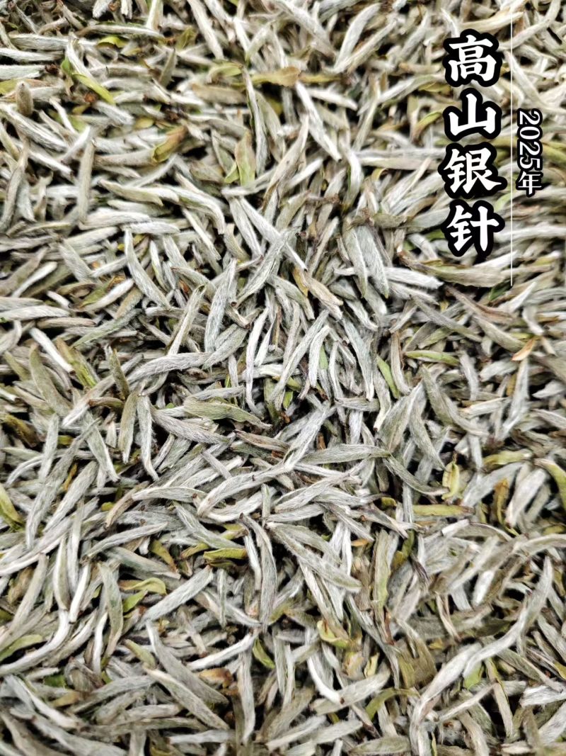 福鼎白茶