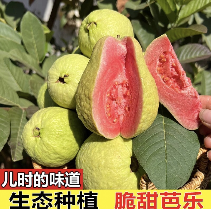 红心番石榴产地直发价格优惠一手货源诚信经营品质保证