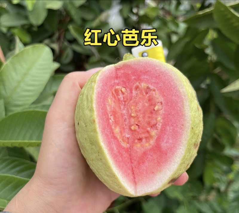 红心番石榴产地直发价格优惠一手货源诚信经营品质保证