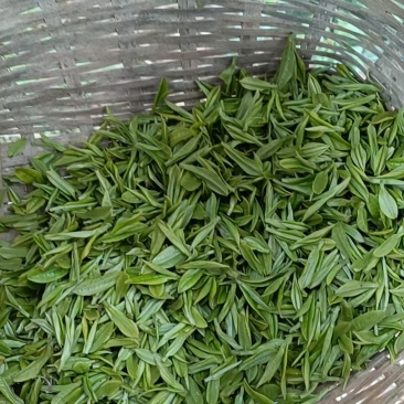安吉白茶