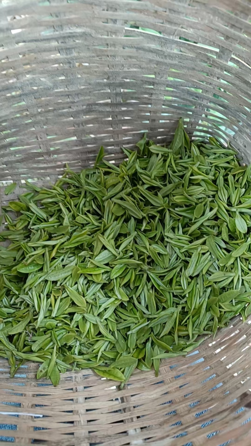 安吉白茶