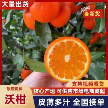 【精选】沃柑基地直采产地直供可视频看货全国发货