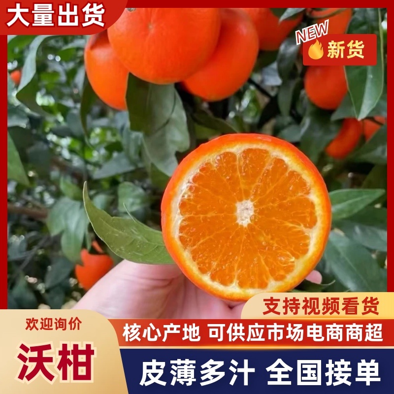 【精选】沃柑基地直采产地直供可视频看货全国发货