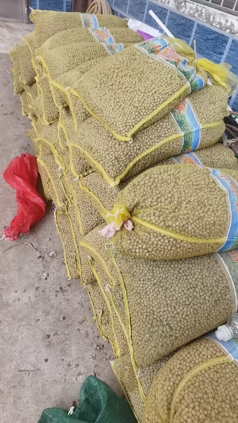 铁棍山药豆苗