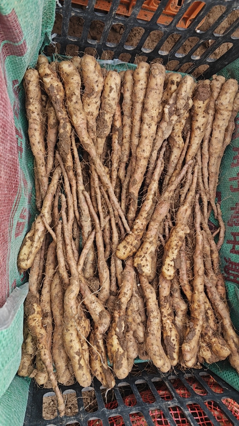铁棍山药豆苗
