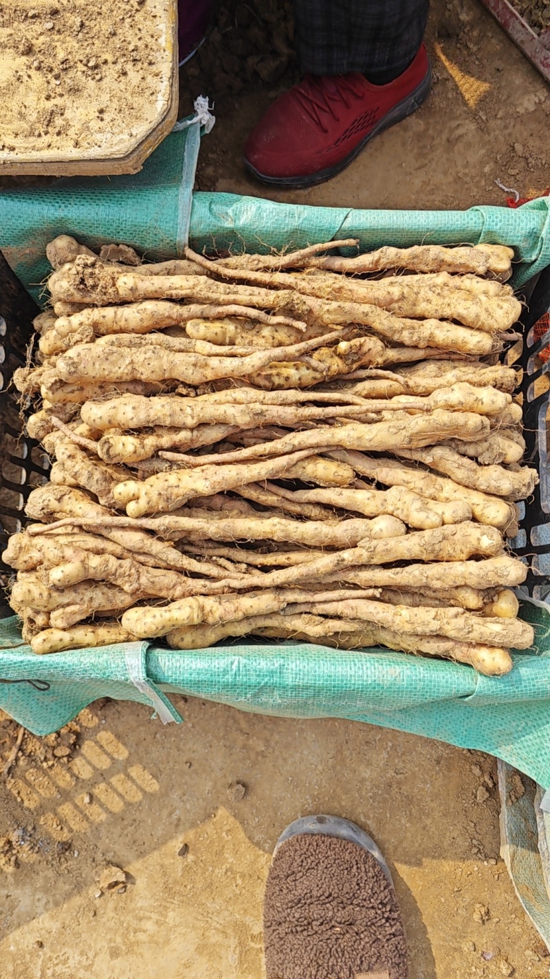 铁棍山药豆苗