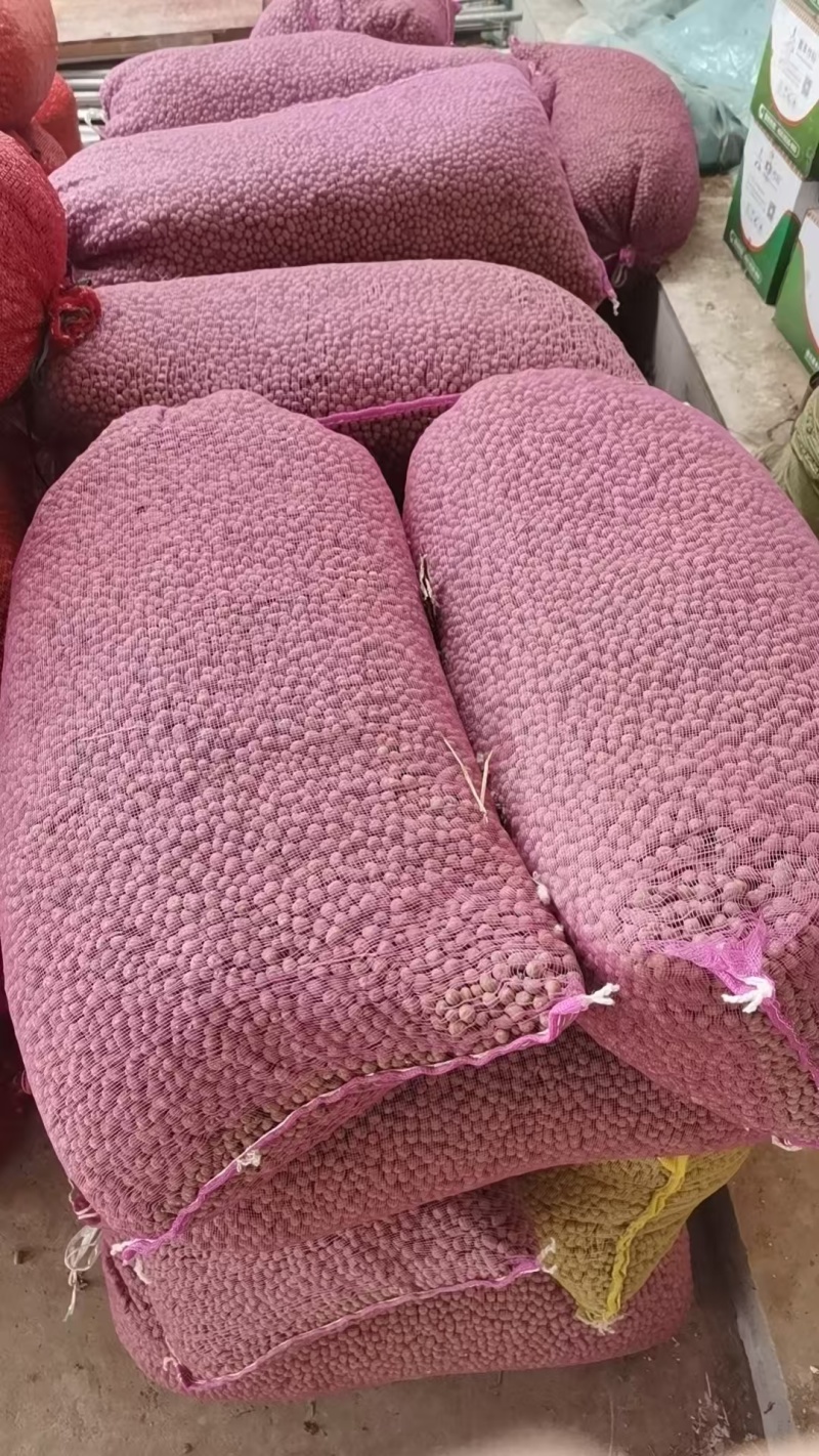 铁棍山药豆苗