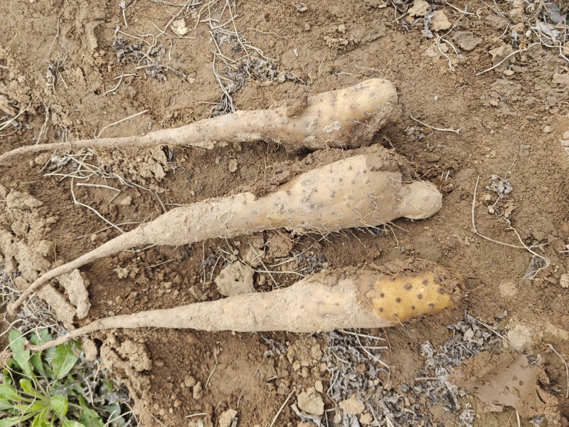 铁棍山药豆苗