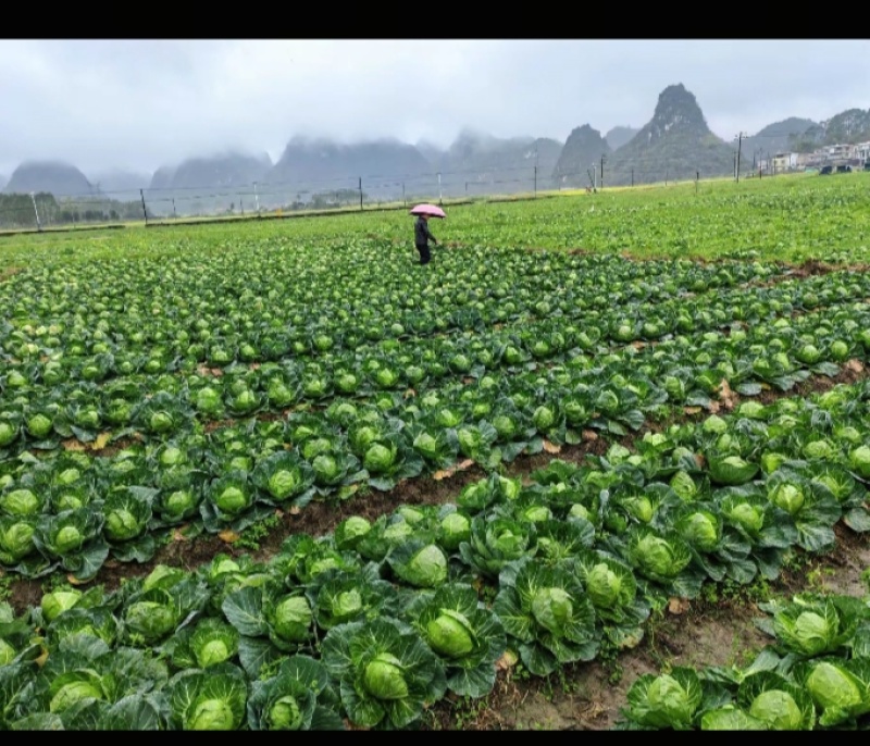 产地直供铁头包菜紧实脆嫩货源充足整车零担均可发货