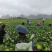 产地直供铁头包菜紧实脆嫩货源充足整车零担均可发货