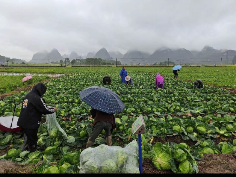 产地直供铁头包菜紧实脆嫩货源充足整车零担均可发货