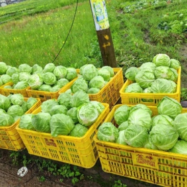 产地直供铁头包菜紧实脆嫩货源充足整车零担均可发货