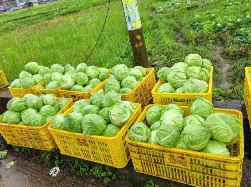 产地直供铁头包菜紧实脆嫩货源充足整车零担均可发货