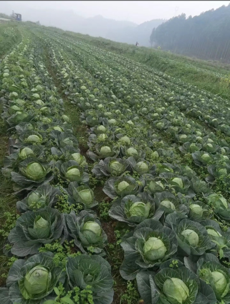 产地直供铁头包菜紧实脆嫩货源充足整车零担均可发货