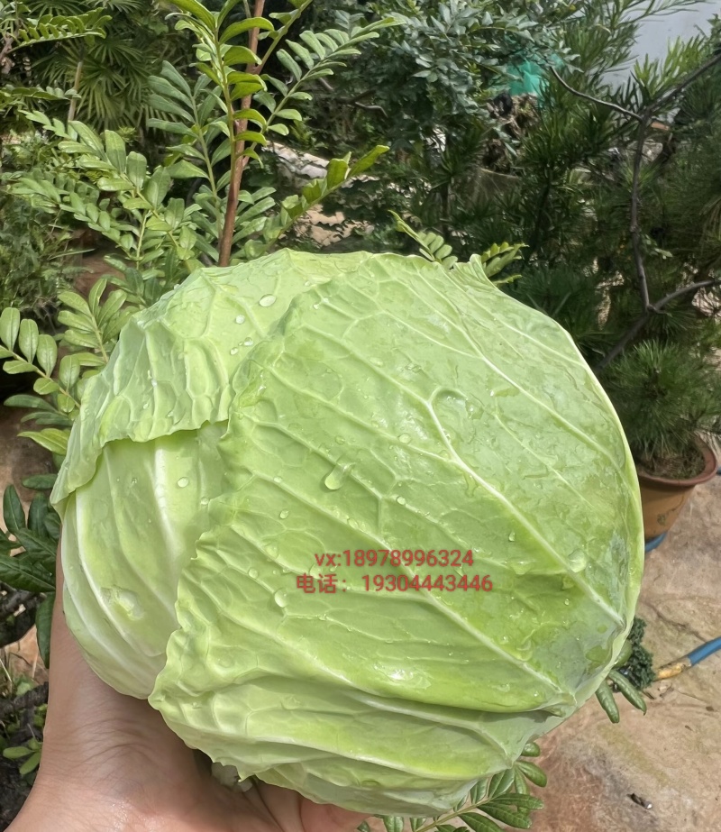 产地直供铁头包菜紧实脆嫩货源充足整车零担均可发货