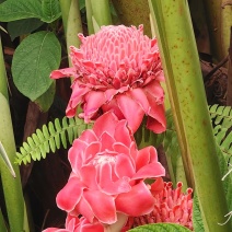 2603苗圃长期供应火炬姜瓷玫瑰盆栽假植苗鲜切花