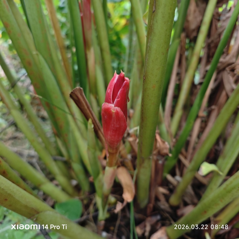2603苗圃长期供应火炬姜瓷玫瑰盆栽假植苗鲜切花