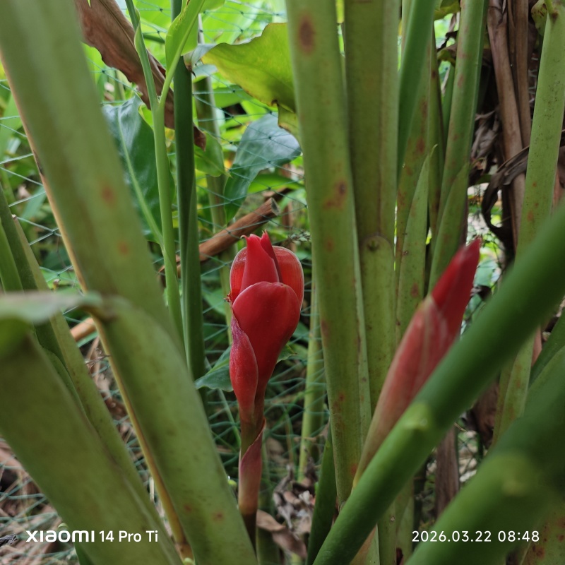 2603苗圃长期供应火炬姜瓷玫瑰盆栽假植苗鲜切花