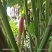 2603苗圃长期供应火炬姜瓷玫瑰盆栽假植苗鲜切花