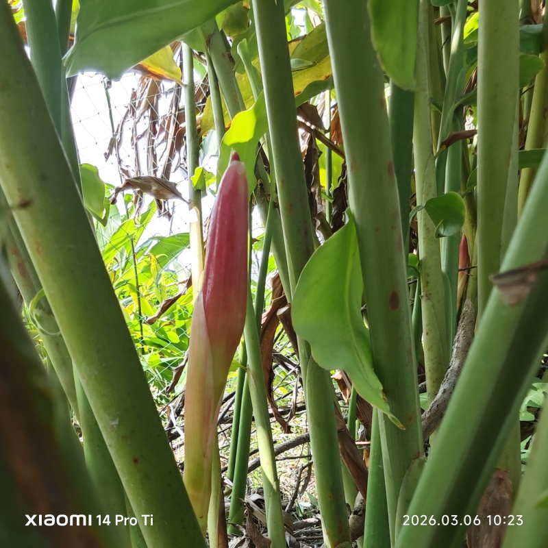 2603苗圃长期供应火炬姜瓷玫瑰盆栽假植苗鲜切花