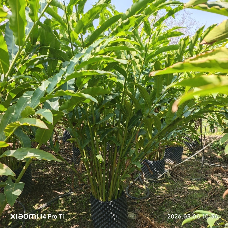 2603苗圃长期供应火炬姜瓷玫瑰盆栽假植苗鲜切花