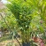 2603苗圃长期供应火炬姜瓷玫瑰盆栽假植苗鲜切花