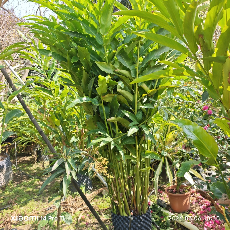 2603苗圃长期供应火炬姜瓷玫瑰盆栽假植苗鲜切花