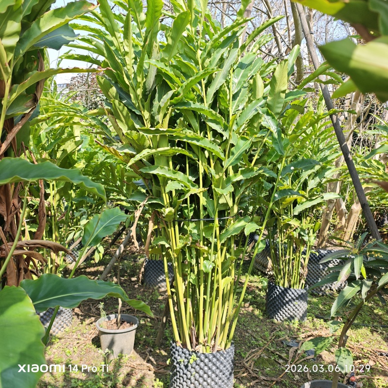2603苗圃长期供应火炬姜瓷玫瑰盆栽假植苗鲜切花