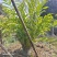 2603苗圃长期供应火炬姜瓷玫瑰盆栽假植苗鲜切花