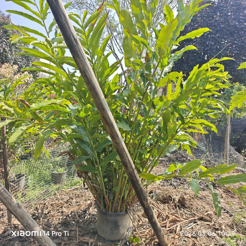 2603苗圃长期供应火炬姜瓷玫瑰盆栽假植苗鲜切花