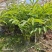 2603苗圃长期供应火炬姜瓷玫瑰盆栽假植苗鲜切花